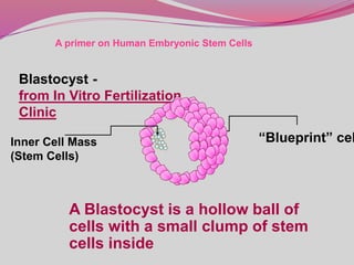 A primer on Human Embryonic Stem Cells
Blastocyst -
from In Vitro Fertilization
Clinic
“Blueprint” celInner Cell Mass
(Stem Cells)
A Blastocyst is a hollow ball of
cells with a small clump of stem
cells inside
 