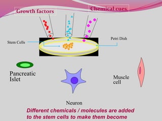Growth factors Chemical cues
Stem Cells
Petri Dish
Pancreatic
Islet
Neuron
Muscle
cell
Different chemicals / molecules are added
to the stem cells to make them become
 