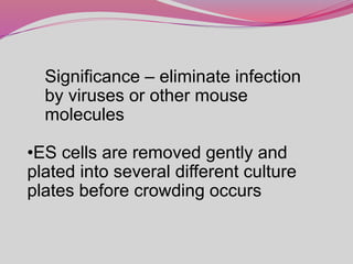Significance – eliminate infection
by viruses or other mouse
molecules
•ES cells are removed gently and
plated into several different culture
plates before crowding occurs
 