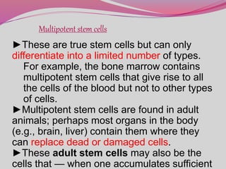 Multipotent stem cells
►These are true stem cells but can only
differentiate into a limited number of types.
For example, the bone marrow contains
multipotent stem cells that give rise to all
the cells of the blood but not to other types
of cells.
►Multipotent stem cells are found in adult
animals; perhaps most organs in the body
(e.g., brain, liver) contain them where they
can replace dead or damaged cells.
►These adult stem cells may also be the
cells that — when one accumulates sufficient
 