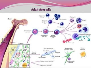 Adult stem cells
 