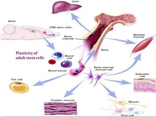 Plasticity of
adult stem cells
 