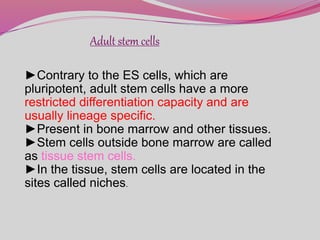 Adult stem cells
►Contrary to the ES cells, which are
pluripotent, adult stem cells have a more
restricted differentiation capacity and are
usually lineage specific.
►Present in bone marrow and other tissues.
►Stem cells outside bone marrow are called
as tissue stem cells.
►In the tissue, stem cells are located in the
sites called niches.
 