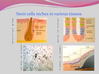 Stem cells niches in various tissues
H
A
I
R
F
O
L
L
I
C
L
E
C
R
Y
P
T
S
O
F
C
O
L
O
N
C
A
N
A
L
S
O
F
H
E
R
I
N
G
L
I
M
B
U
S
O
F
C
O
R
N
I
A
 