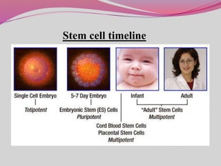 Stem cell timeline
 
