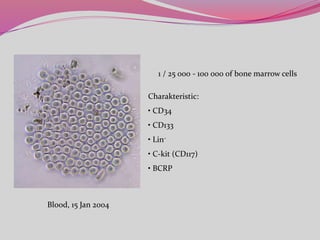 1 / 25 000 - 100 000 of bone marrow cells
Charakteristic:
• CD34
• CD133
• Lin-
• C-kit (CD117)
• BCRP
Blood, 15 Jan 2004
 