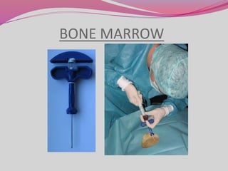 BONE MARROW
 