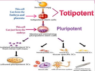 This cell
Can form the
Embryo and
placenta
This cell
Can just form the
embryo
 