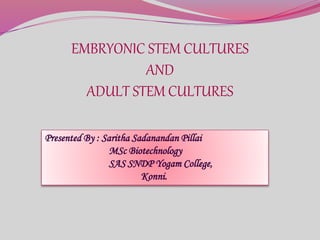 EMBRYONIC STEM CULTURES
AND
ADULT STEM CULTURES
Presented By : Saritha Sadanandan Pillai
MSc Biotechnology
SAS SNDP Yogam College,
Konni.
 