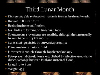 Third Lunar Month
 Kidneys are able to function – urine is formed by the 12th week.
 Buds of milk teeth form
 Beginning bone ossification
 Nail beds are forming on finger and toes.
 Spontaneous movements are possible, although they are usually








to faint to be felt by the mother.
Sex is distinguishable by outward appearance
Fetus swallows amniotic fluid
Heartbeat is audible through doppler technology
Feto-placental circulation is established by selective osmosis; no
direct exchange between fetal and maternal blood.
Length: 7 to 8 cm
Weight: 45 g

 