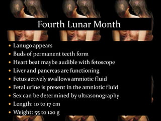 Fourth Lunar Month
 Lanugo appears
 Buds of permanent teeth form
 Heart beat maybe audible with fetoscope
 Liver and pancreas are functioning
 Fetus actively swallows amniotic fluid

 Fetal urine is present in the amniotic fluid
 Sex can be determined by ultrasonography
 Length: 10 to 17 cm
 Weight: 55 to 120 g

 