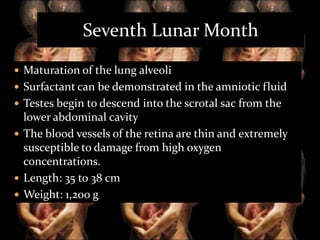 Seventh Lunar Month
 Maturation of the lung alveoli

 Surfactant can be demonstrated in the amniotic fluid
 Testes begin to descend into the scrotal sac from the

lower abdominal cavity
 The blood vessels of the retina are thin and extremely
susceptible to damage from high oxygen
concentrations.
 Length: 35 to 38 cm
 Weight: 1,200 g

 