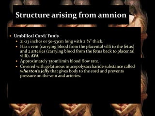 Structure arising from amnion
 Umbilical Cord/ Funis
 21-23 inches or 50-53cm long with 2 ¾” thick.
 Has 1 vein (carrying blood from the placental villi to the fetus)

and 2 arteries (carrying blood from the fetus back to placental
villi). AVA
 Approximately 350ml/min blood flow rate.
 Covered with gelatinous mucopolysaccharide substance called
wharton’s jelly that gives body to the cord and prevents
pressure on the vein and arteries.

 