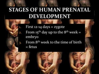 STAGES OF HUMAN PRENATAL
DEVELOPMENT
1.
2.

3.

First 12-14 days = zygote
From 15th day up to the 8th week =
embryo
From 8th week to the time of birth
= fetus

 