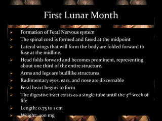 First Lunar Month











Formation of Fetal Nervous system
The spinal cord is formed and fused at the midpoint
Lateral wings that will form the body are folded forward to
fuse at the midline.
Head folds forward and becomes prominent, representing
about one third of the entire structure.
Arms and legs are budllike structures
Rudimentary eyes, ears, and nose are discernable
Fetal heart begins to form
The digestive tract exists as a single tube until the 3rd week of
life
Length: 0.75 to 1 cm
Weight: 400 mg

 