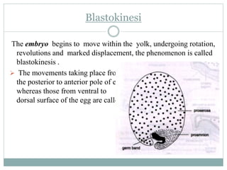 Blastokinesi
The embryo begins to move within the yolk, undergoing rotation,
revolutions and marked displacement, the phenomenon is called
blastokinesis .
 The movements taking place from
the posterior to anterior pole of egg are termed as the anatrepsis,
whereas those from ventral to
dorsal surface of the egg are called katatrepsis.
 
