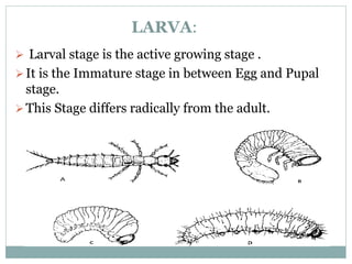 LARVA:
 Larval stage is the active growing stage .
It is the Immature stage in between Egg and Pupal
stage.
This Stage differs radically from the adult.
 