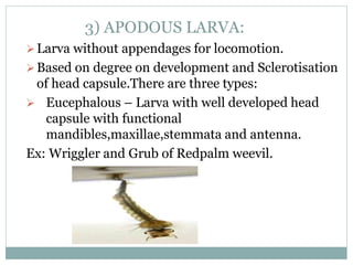 3) APODOUS LARVA:
Larva without appendages for locomotion.
Based on degree on development and Sclerotisation
of head capsule.There are three types:
 Eucephalous – Larva with well developed head
capsule with functional
mandibles,maxillae,stemmata and antenna.
Ex: Wriggler and Grub of Redpalm weevil.
 