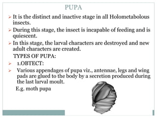 PUPA
 It is the distinct and inactive stage in all Holometabolous
insects.
 During this stage, the insect is incapable of feeding and is
quiescent.
 In this stage, the larval characters are destroyed and new
adult characters are created.
TYPES OF PUPA:
 1.OBTECT:
 Various appendages of pupa viz., antennae, legs and wing
pads are glued to the body by a secretion produced during
the last larval moult.
E.g. moth pupa
 