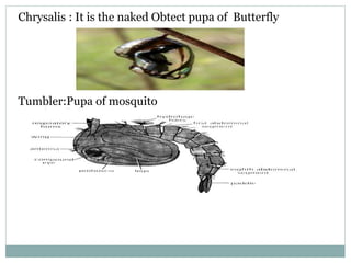 Chrysalis : It is the naked Obtect pupa of Butterfly
Tumbler:Pupa of mosquito
 