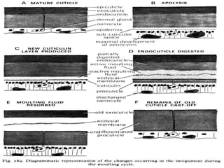 Embryonic and post embryonic development in insect