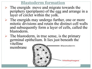 Blastoderm formation
 The energids move and migrate towards the
periphery (periplasm) of the egg and arrange in a
layer of circlet within the yolk.
 The energids may undergo further, one or more
mitotic divisions and retain the distinct cell walls
and subsequently form a layer of cells, called the
blastoderm.
 The blastoderm, in true sense, is the primary
germinal epithelium. It lies just beneath the
vitelline
membrane
 