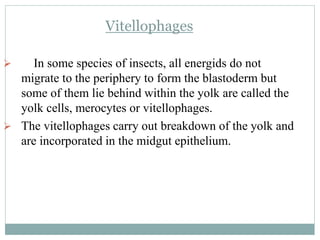 Vitellophages
 In some species of insects, all energids do not
migrate to the periphery to form the blastoderm but
some of them lie behind within the yolk are called the
yolk cells, merocytes or vitellophages.
 The vitellophages carry out breakdown of the yolk and
are incorporated in the midgut epithelium.
 