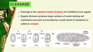 Embryonic and post embryonic development in insects | PDF