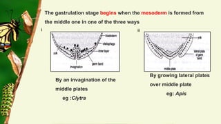 Embryonic and post embryonic development in insects | PDF