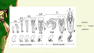 Embryonic and post embryonic development in insects | PDF