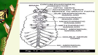 Embryonic and post embryonic development in insects | PDF