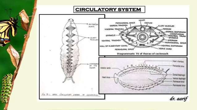 Embryonic and post embryonic development in insects | PDF