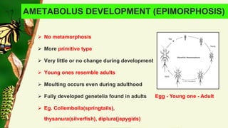 Embryonic and post embryonic development in insects | PDF