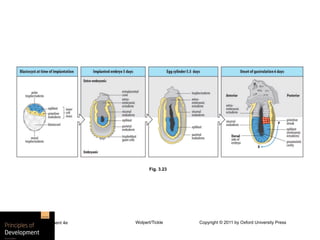 Embryonic development | PDF
