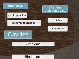 Trophoblast
                             Bilaminar
                           embryonic disc
cytotrophoblast
                                Epiblast
   Syncytiotrophoblast

                               Hypoblast

Cavities
              Amnionic


              Blastocoel
 
