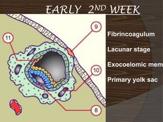 EARLY 2ND WEEK

         Fibrincoagulum

         Lacunar stage

         Exocoelomic memb

         Primary yolk sac
 