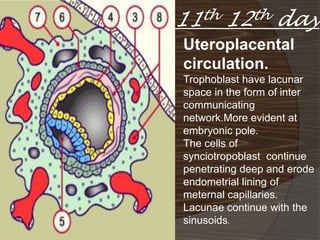 11th 12th day
                Uteroplacental
   Sinusoids   circulation.
                Trophoblast have lacunar
                space in the form of inter
                communicating
                network.More evident at
                embryonic pole.
                The cells of
                synciotropoblast continue
                penetrating deep and erode
                endometrial lining of
                meternal capillaries.
                Lacunae continue with the
                sinusoids.
 