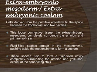 Extra-embryonic
mesoderm / Extra-
embryonic coelom
Cells derived from the primitive ectoderm fill the space
  between the trophoblast and two cavities

   This loose connective tissue, the extraembryonic
    mesoderm, completely surrounds the amnion and
    primary yolk sac

   Fluid-filled spaces appear in the mesenchyme,
    pushing aside the mesenchyme to form a coelom

   These spaces fuse to form a fluid-filled cavity
    completely surrounding the amnion and yolk sac,
    except at the connecting stalk
 