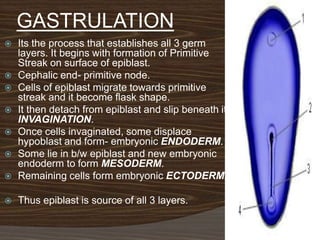 GASTRULATION
   Its the process that establishes all 3 germ
    layers. It begins with formation of Primitive
    Streak on surface of epiblast.
   Cephalic end- primitive node.
   Cells of epiblast migrate towards primitive
    streak and it become flask shape.
   It then detach from epiblast and slip beneath it.
    INVAGINATION.
   Once cells invaginated, some displace
    hypoblast and form- embryonic ENDODERM.
   Some lie in b/w epiblast and new embryonic
    endoderm to form MESODERM.
   Remaining cells form embryonic ECTODERM.

   Thus epiblast is source of all 3 layers.
 