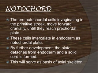 NOTOCHORD
 The pre notochordal cells invaginating in
  the primitive streak, move forward
  cranially, untill they reach prechordal
  plate.
 These cells intercalate in endoderm as
  notochordal plate.
 By further development, the plate
  detaches from endoderm and a solid
  cord is formed.
 This will serve as basis of axial skeleton.
 