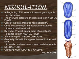NEURULATION.
   At beginning of 3rd week ectodermal germ layer is
      of disc shape.
   The overlying ectoderm thickens and form NEURAL
    PLATE.
   Cells of the plate make up neuroectoderm.
   Once induction begin the neural plate expands
      towards primitive streak.
   By end of 3rd week,lateral edge of neural plate
     expands to form NEURAL FOLD.
   And mid region – NEURAL GROOVE.
   Gradually Neural folds approaches each other and
    fuse
      in middle ,and continues upward and downwards.
   NEURAL TUBE.
   CRANIAL NEUROPORE & CAUDAL
                                         NEUROPORE.
 