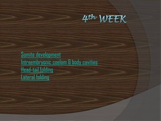 Somite development
Intraembryonic coelom & body cavities
Head-tail folding
Lateral folding
 