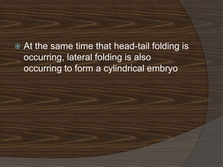    At the same time that head-tail folding is
    occurring, lateral folding is also
    occurring to form a cylindrical embryo
 