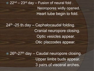    22nd – 23rd day – Fusion of neural fold .
                     Neoropores widly opened.
                   Heart tube begin to fold.

24th -25 th day – Cephalocaudal folding.
                 Cranial neuropore closing.
                  Optic vesicles appear.
                  Otic placcodes appear.

   26th-27th day – Caudal neuropore closing.
                    Upper limbs buds appear.
                    3 pairs of visceral arches.
 