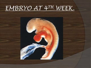 EMBRYO AT   4TH   WEEK.
 