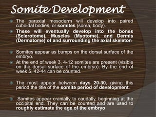 Somite Development
 The paraxial mesoderm will develop into paired
  cuboidal bodies, or somites (soma, body).
 These will eventually develop into the bones
  (Sclerotome), Muscles (Myotome), and Dermis
  (Dermatome) of and surrounding the axial skeleton

 Somites appear as bumps on the dorsal surface of the
  embryo.
 At the end of week 3, 4-12 somites are present (visible
  on the dorsal surface of the embryo). By the end of
  week 5, 42-44 can be counted.

   The most appear between days 20-30, giving this
    period the title of the somite period of development.

    Somites appear cranially to caudally, beginning at the
    occipital end. They can be counted and are used to
    roughly estimate the age of the embryo
 