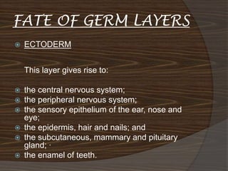 FATE OF GERM LAYERS
   ECTODERM


    This layer gives rise to:

   the central nervous system;
   the peripheral nervous system;
   the sensory epithelium of the ear, nose and
    eye;
   the epidermis, hair and nails; and
   the subcutaneous, mammary and pituitary
    gland; ·
   the enamel of teeth.
 