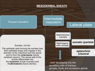 MESODERMAL SHEATH



                                                Intermediate
      Paraxial mesoderm                          mesoderm
                                                                          Lateral plate

                                                         Nephrotomes-
                                                           cranially

                                                         Nephrogenic       somatic (parietal
              Somites ( 42-44)                           cells-caudally
The epithelial cells forming the somites lose
  their epithelial shape and migrate in the                                   splanchnic
 direction of the notochord and the spinal
    cord to form the sclerotome (future
                                                                               (visceral
 vertebral column). The dorsal wall of the
           somite differentiate into
    the myotome (furute muscles) and
      thedermatome (future dermis).                , both developing into the
                                                   excretory units of kidneys,
                                                   gonads, ducts and accessory glands
 