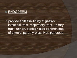    ENDODERM

it provide epithelial lining of gastro-
   intestinal tract, respiratory tract, urinary
   tract, urinary bladder, also paranchyma
   of thyroid, parathyroids, liver, pancreas.
 