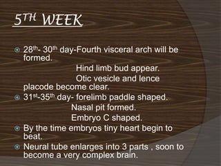 5TH    WEEK
 28th- 30th day-Fourth visceral arch will be
  formed.
                 Hind limb bud appear.
                 Otic vesicle and lence
  placode become clear.
 31st-35th day- forelimb paddle shaped.
               Nasal pit formed.
               Embryo C shaped.
 By the time embryos tiny heart begin to
  beat.
 Neural tube enlarges into 3 parts , soon to
  become a very complex brain.
 